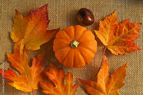 Top down view of one mini orange pumpkin with one acorn surrounded by Autumn orange maple leaves on matt background.