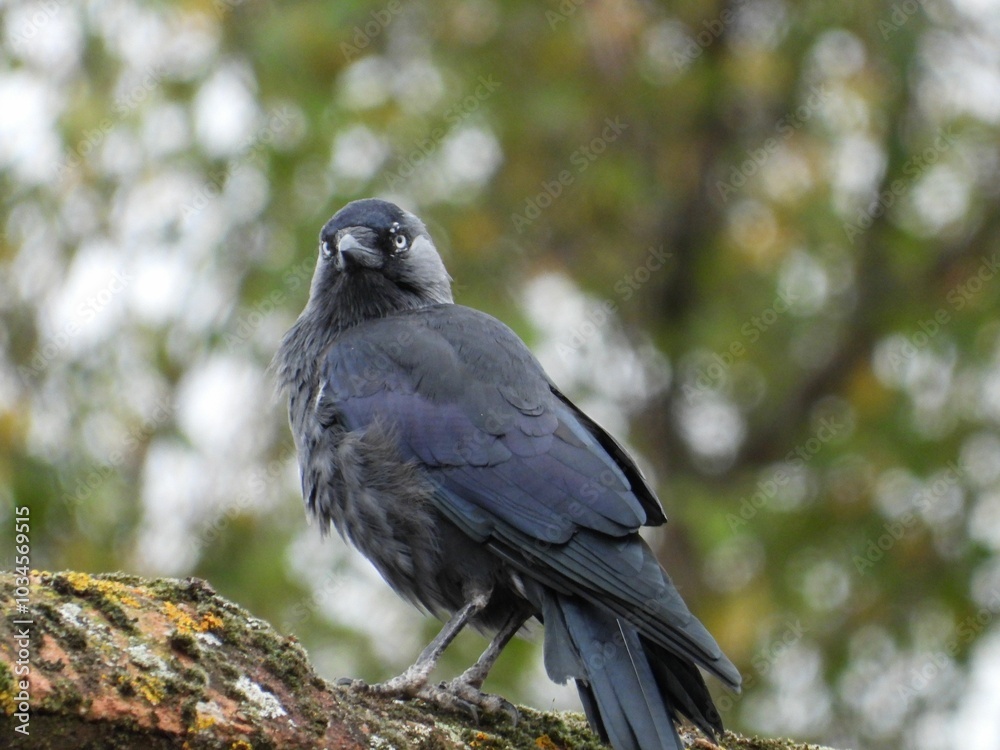 Fototapeta premium crow on a branch