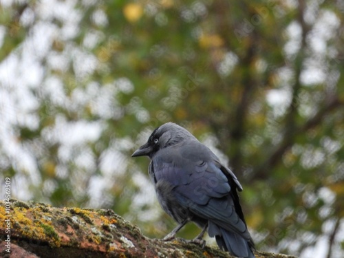 crow on a branch