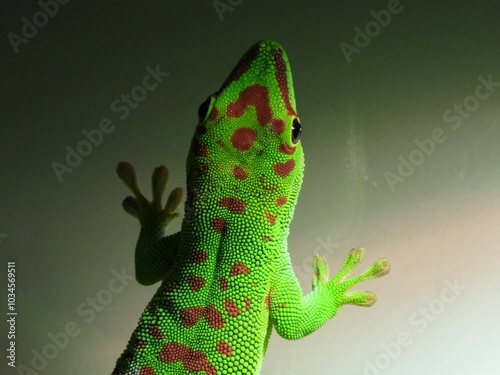 green lizard on a black background
