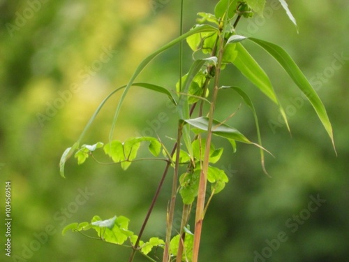 green leaves on a branch
