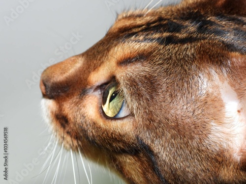 close up portrait of a cat Bengal cat close up Panther kitty kitten cats 