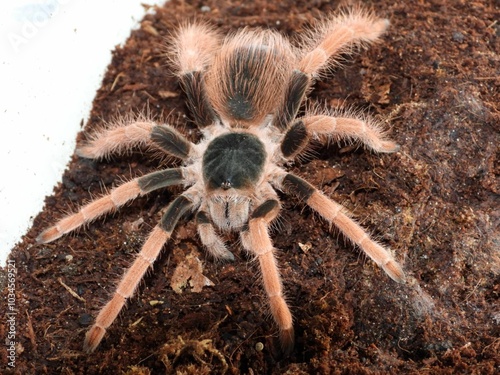  Megaphobema robustum tarantula on cork bark spider arachnid 