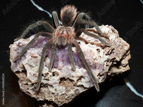  Xenesthis species megascopula tarantula on cork bark spider arachnid  photo