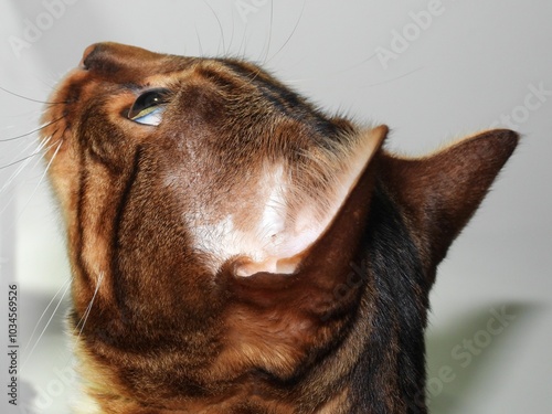 Bengal cat close up Panther kitty kitten cats 