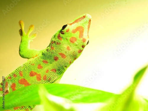 phelsuma grandis giant day gecko green lizard reptile gekko
