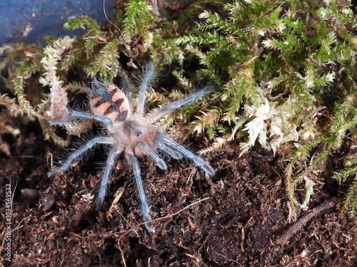Pamphobeteus tarantula on cork bark spider arachnid 