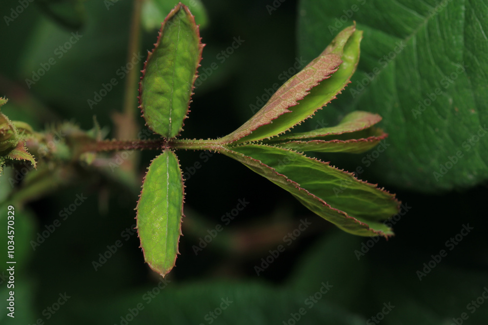 greater quaking grass plant macro photo greater quaking grass plant macro photo