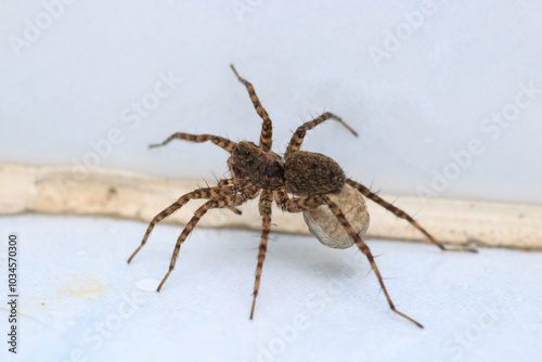 agelena labyrinthica spider macro photo