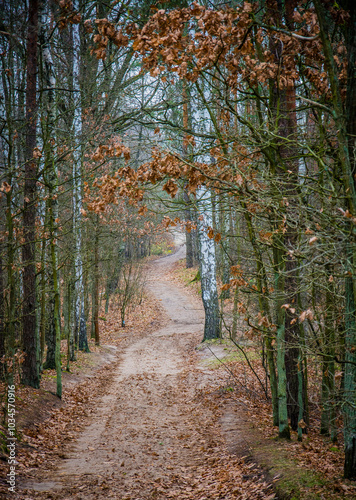 path in the woods