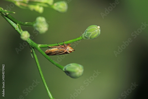 glassy winged sharpshooter insect macro photography