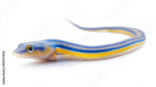 Ribbon Eel displays striking blue and yellow stripes emphasizing its elongated body and enchanting appearance. The colorful marine creature captivates underwater enthusiasts. photo