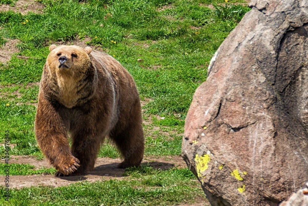 Fototapeta premium Majestic brown bear walking in nature.