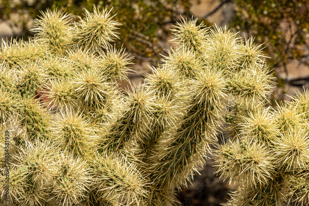 Closeup of Desert cactus
