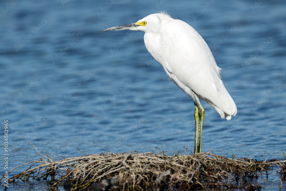 Obraz premium White heron posing in profile over dry branches by the lake