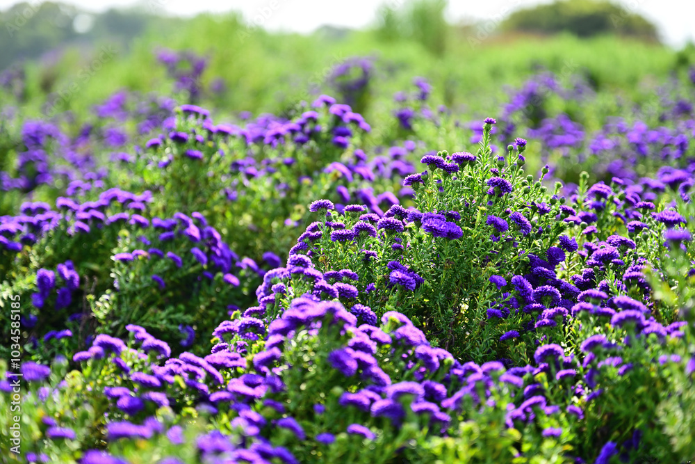 Obraz premium Close-up photo of purple chrysanthemum flowers in bloom