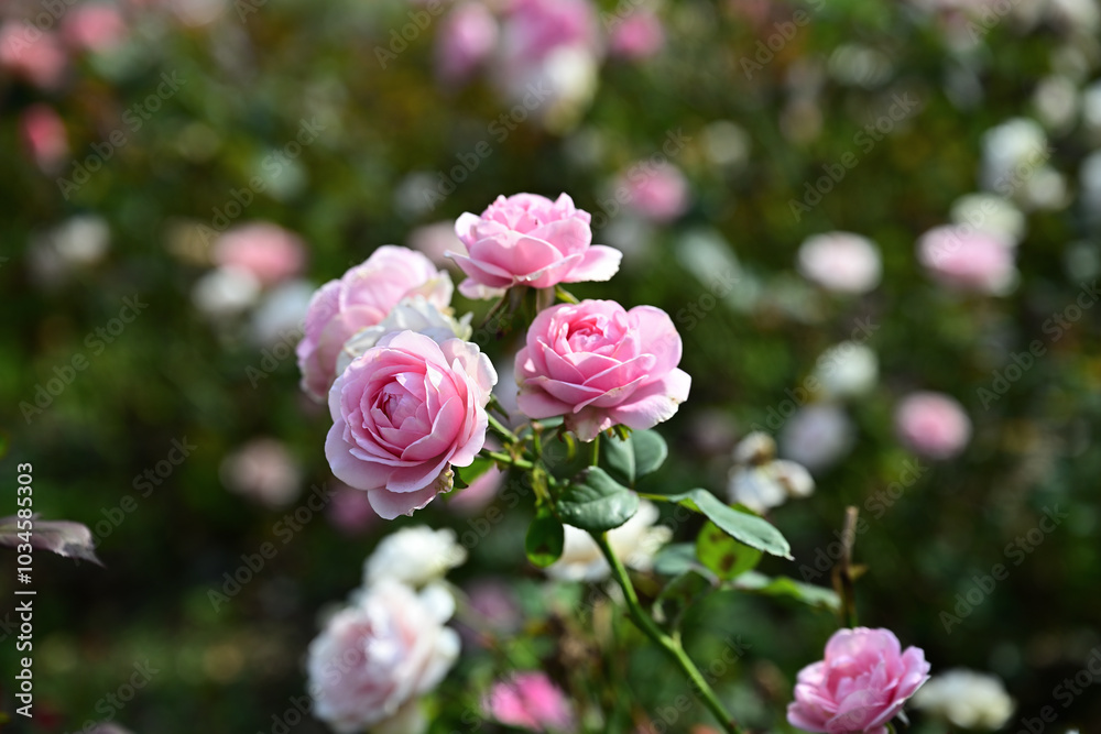 Close-up photo of pink roses blooming in an autumn field Close-up photo of pink roses blooming in an autumn field