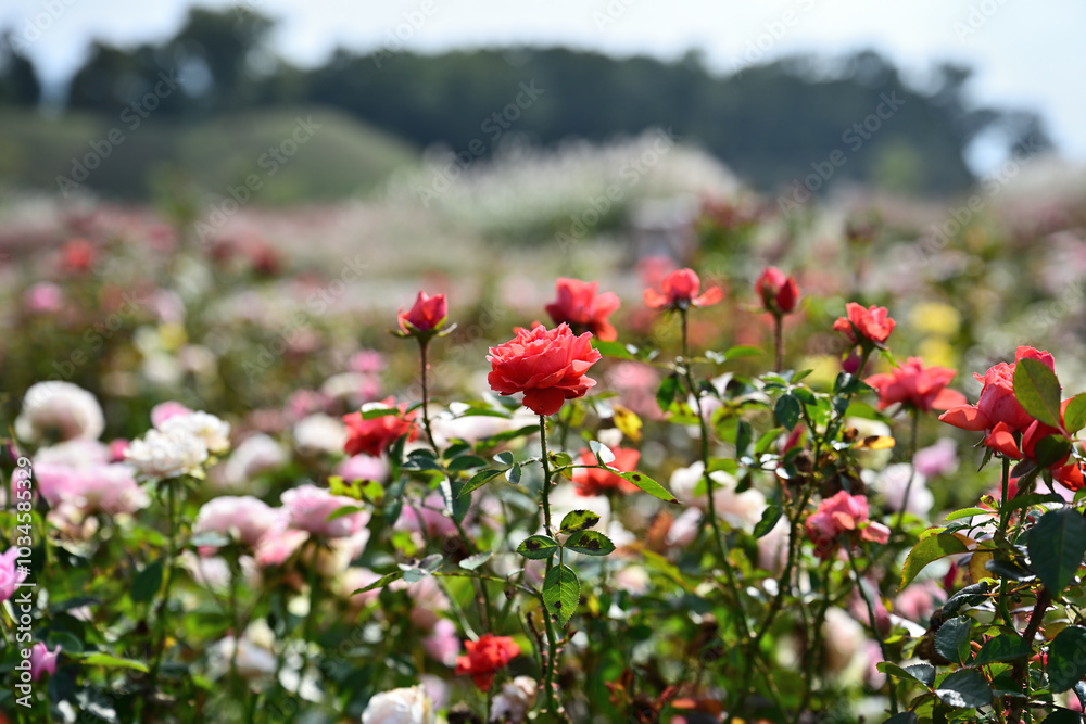 Close-up photo of red roses blooming in an autumn field Close-up photo of red roses blooming in an autumn field