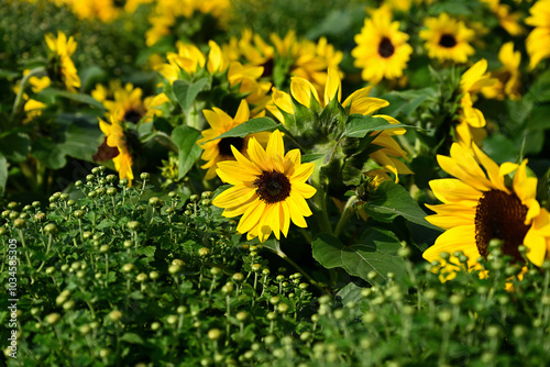 Photography Close-up photo of yellow sunflowers blooming in autumn