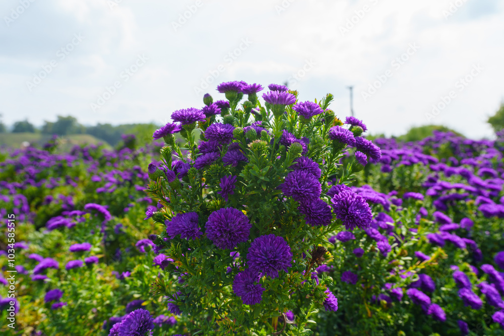 Close-up photo of purple chrysanthemum flowers in bloom Close-up photo of purple chrysanthemum flowers in bloom