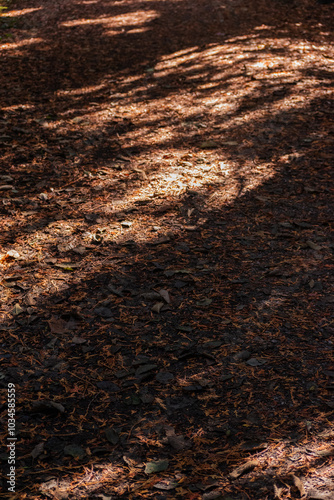 Leaf litter on a path