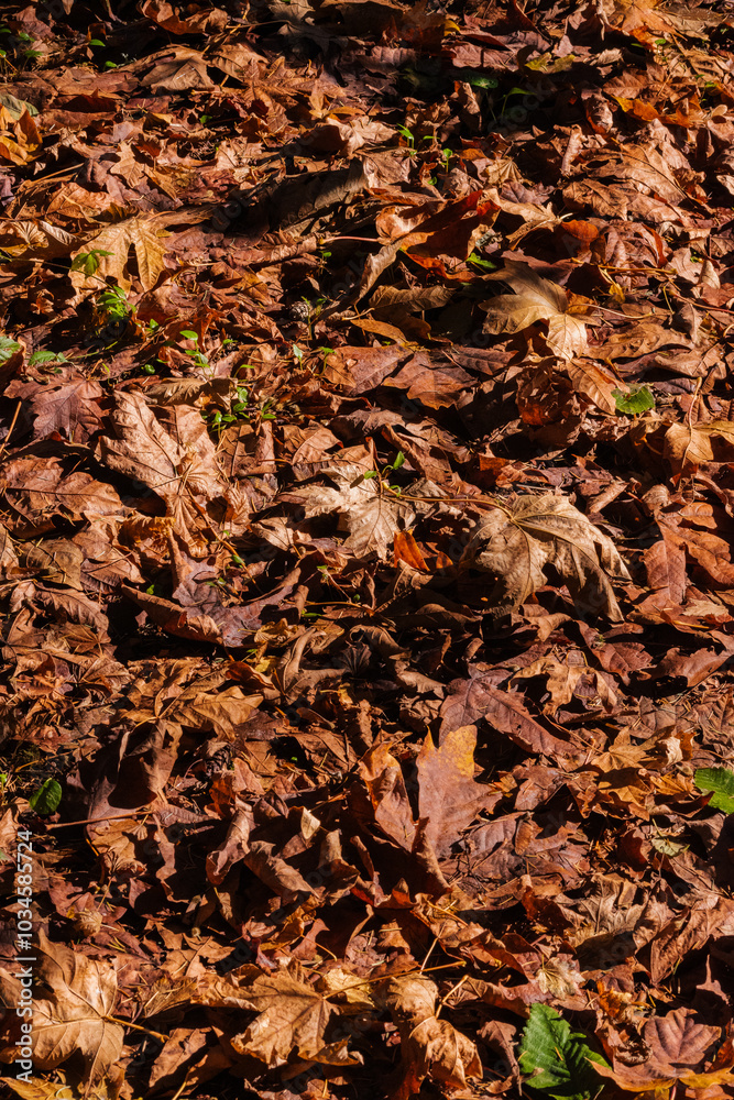 autumn leaves background autumn leaves background