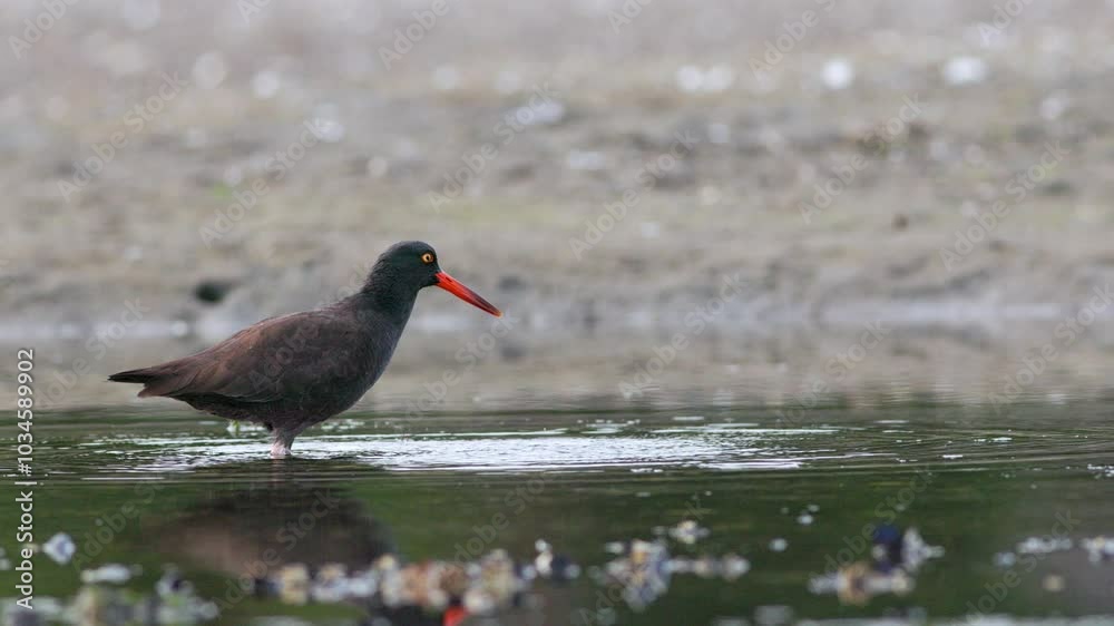 Black Oystercatcher bird (Haematopus bachmani) stretching it's leg while foraging on mussels in a muddy estuary at low tide in the Pacific Northwest. Captured at 59.94 frames per second.
