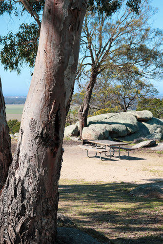 eucalyptus tree in australian bushland landscape with picnic table in you yangs national park photo