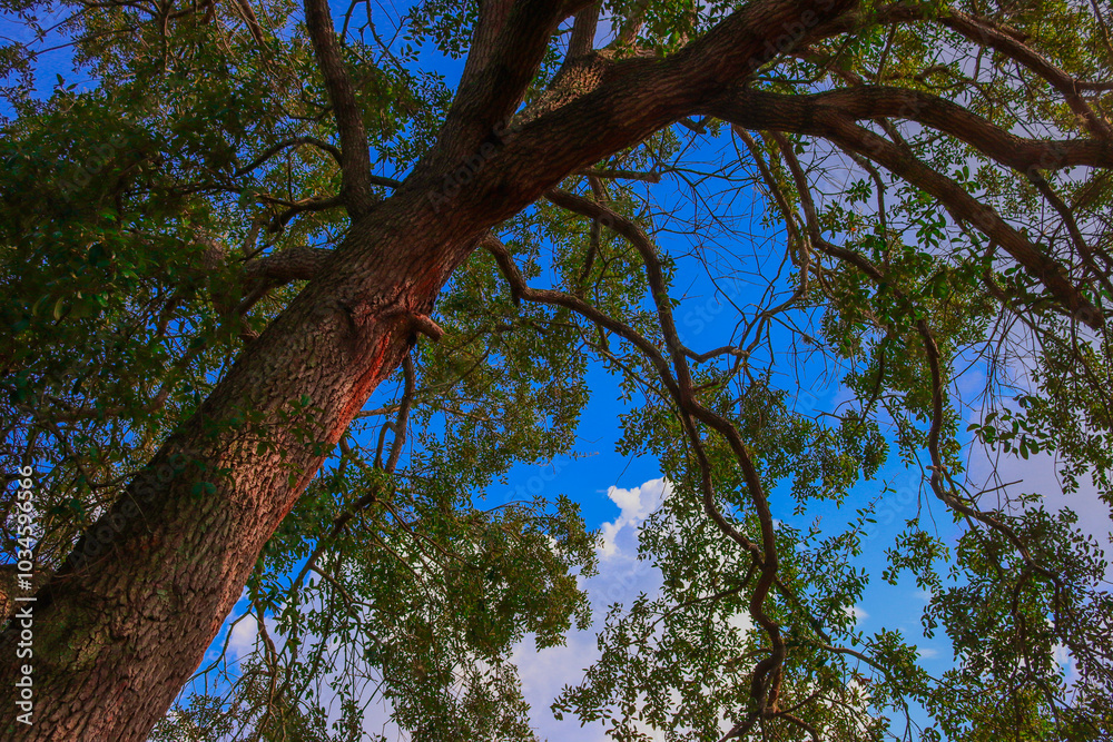 Obraz premium Tall Tree with Blue Sky 
