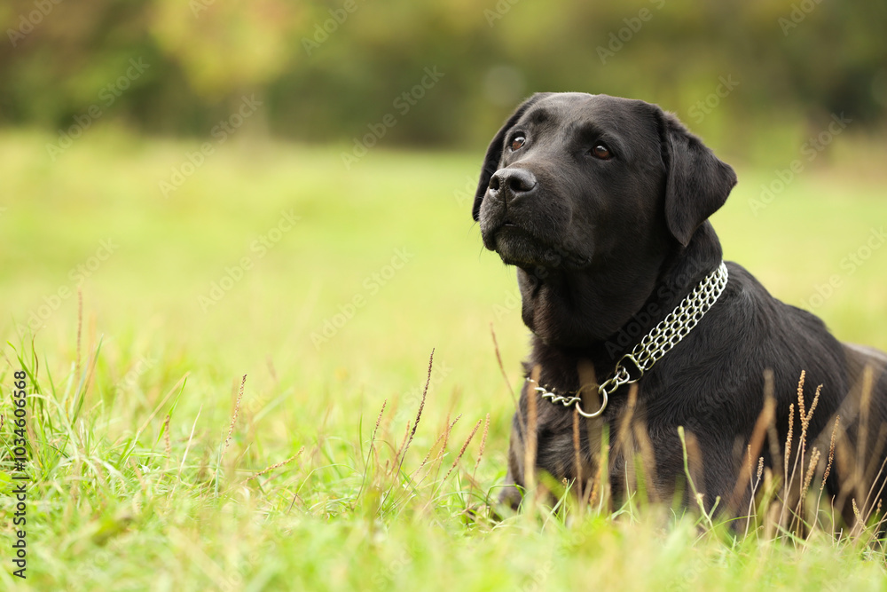 Adorable Labrador Retriever dog on green grass. Space for text Adorable Labrador Retriever dog on green grass. Space for text