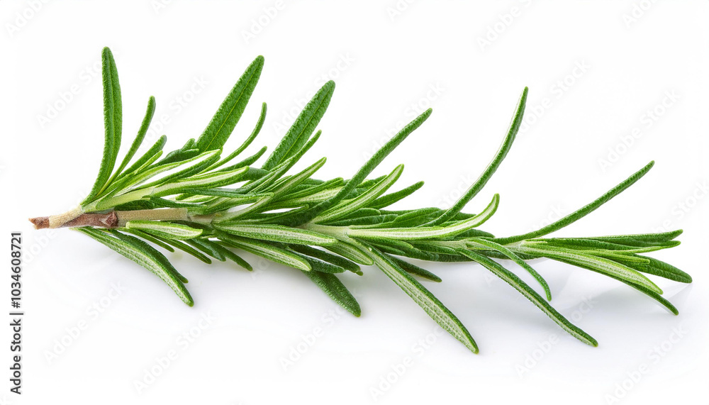 Twig of rosemary, isolated on white background. Twig of rosemary, isolated on white background.