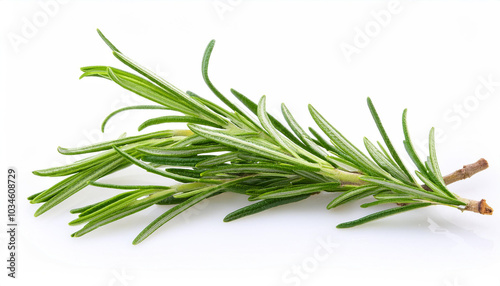 Twig of rosemary, isolated on white background.