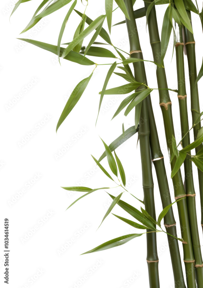 Fototapeta premium PNG Bamboo backgrounds plant branch.