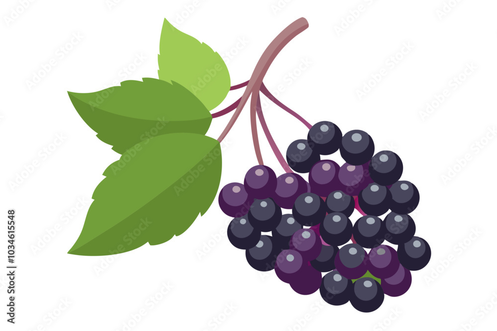 Fototapeta premium elderberry fruit vector art illustration