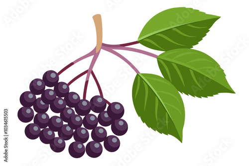  elderberry fruit vector art illustration