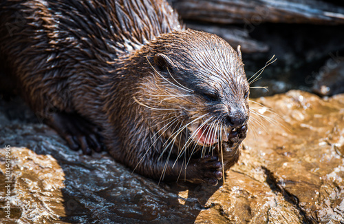 Otter sitting on a rock