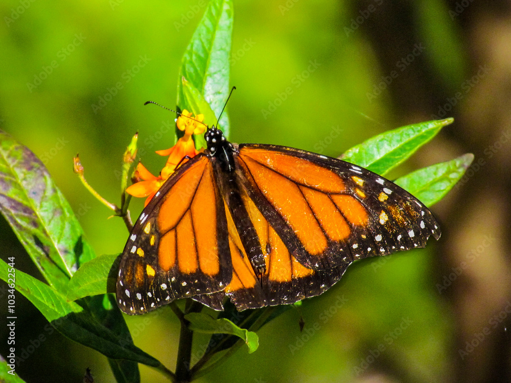 Monarch Butterfly Back Close Up Of Back View Monarch Butterfly Back Close Up Of Back View