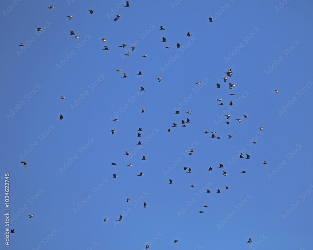 A large flock of wild doves flying on the blue sky. A flock of Common wood pigeon (Columba palumbus) during mass autumn migration over the Baltic coast of Lithuania. A large flock of wild doves flying on the blue sky. A flock of Common wood pigeon (Columba palumbus) during mass autumn migration over the Baltic coast of Lithuania.