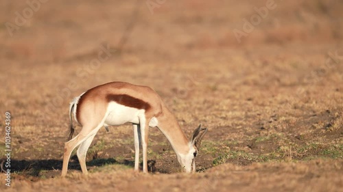 Springbok, (Antidorcas marsupialis), graceful, strikingly marked antelope of the gazelle family. The springbok is native to the open, treeless plains of southern Africa. Slow motion, 25 percent photo