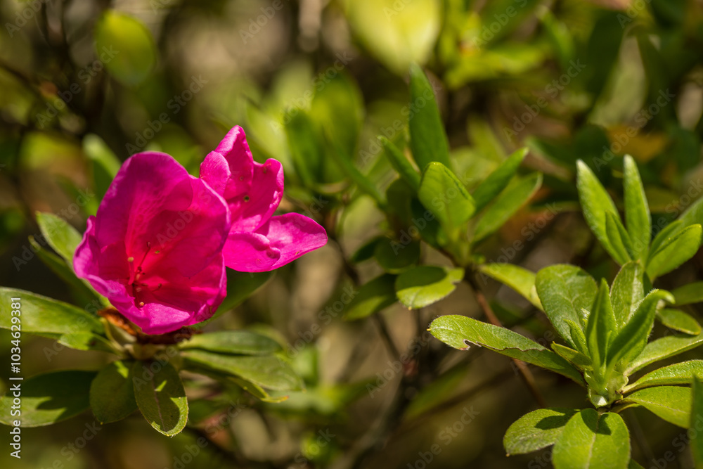 Flor bonita Flor bonita