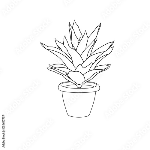 An illustration of the bromeliad plant which is a good ornamental plant as a template