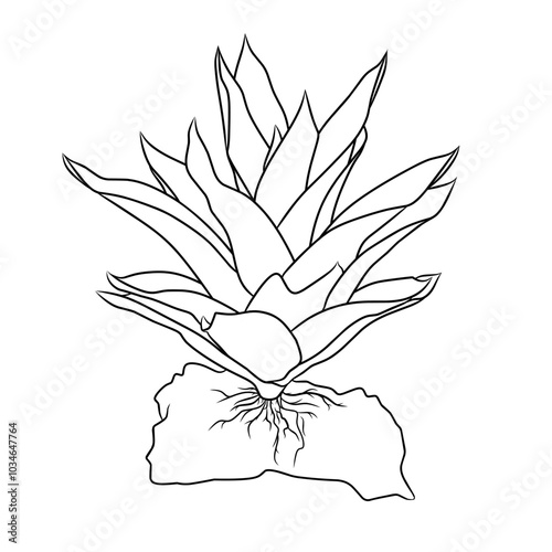An illustration of the bromeliad plant which is a good ornamental plant as a template