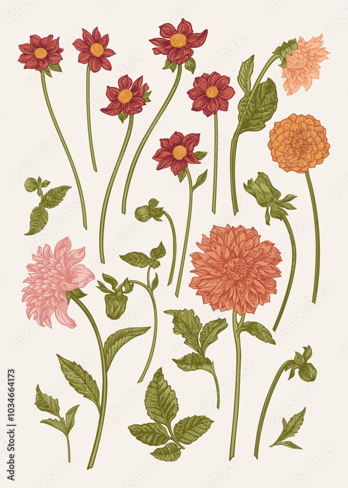 Set with dahlia flowers. Floral arrangement. Vector botanical illustration. Colorful. Vertical format Set with dahlia flowers. Floral arrangement. Vector botanical illustration. Colorful. Vertical format