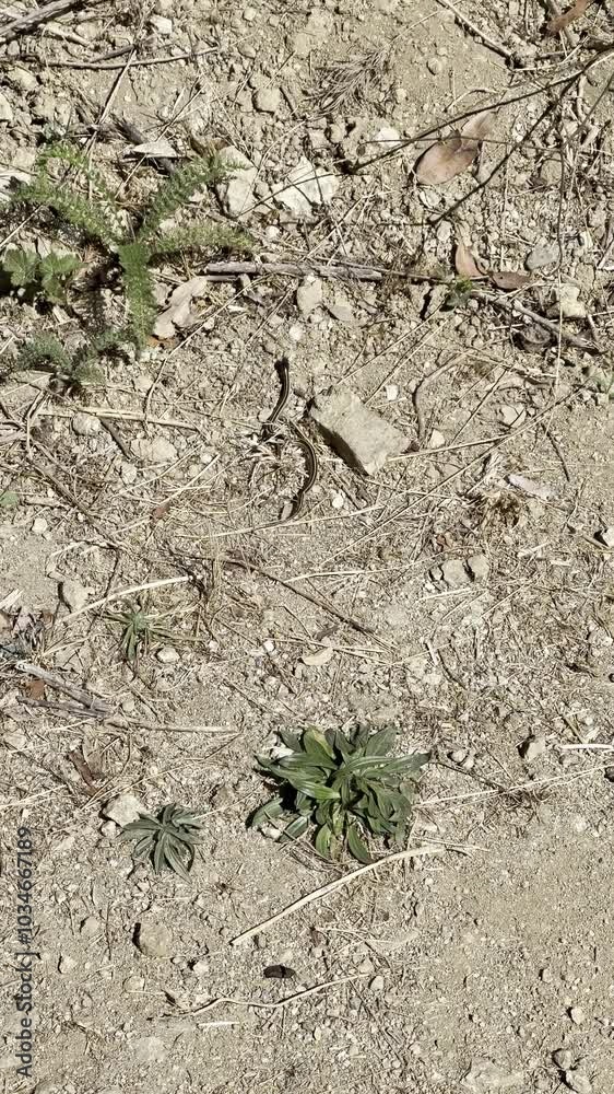 Tiny Garter Snake on Trail in California | Close-Up Nature Video Tiny Garter Snake on Trail in California | Close-Up Nature Video