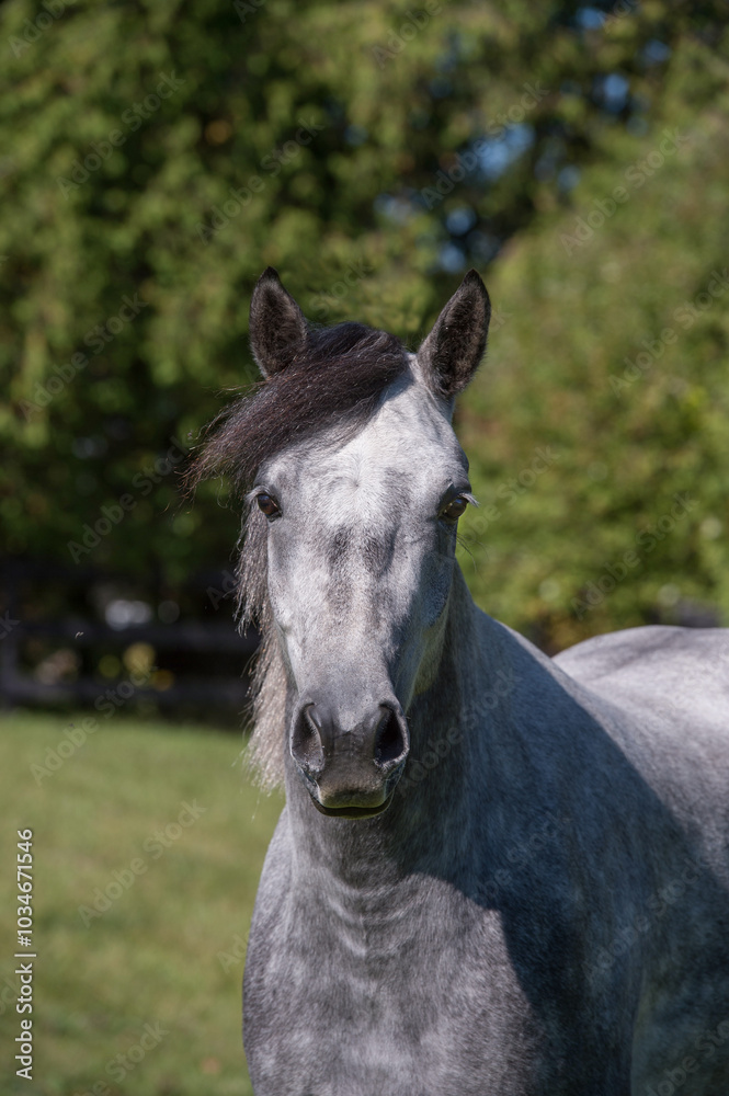 Portrait shot or headshot of a grey Connemara horse with ears forward showing mane and forelock vertical equine image with room for type or masthead Portrait shot or headshot of a grey Connemara horse with ears forward showing mane and forelock vertical equine image with room for type or masthead