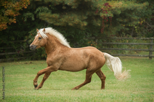 purebred palomino connemara stallion free running in field of green grass and trees in background horizontal equine action shot of palomino horse