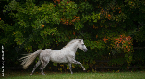 grey purebred connemara stallion free running in field of green grass with trees vertical equine image side view of horse in canter stride summer fall season horizontal room for type