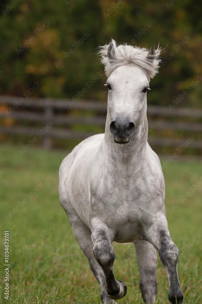 Obraz premium White grey dappled purebred Connemara stallion running towards camera in green pasture paddock or field with wooden rail fence in the background vertical equine photograph with room for type masthead