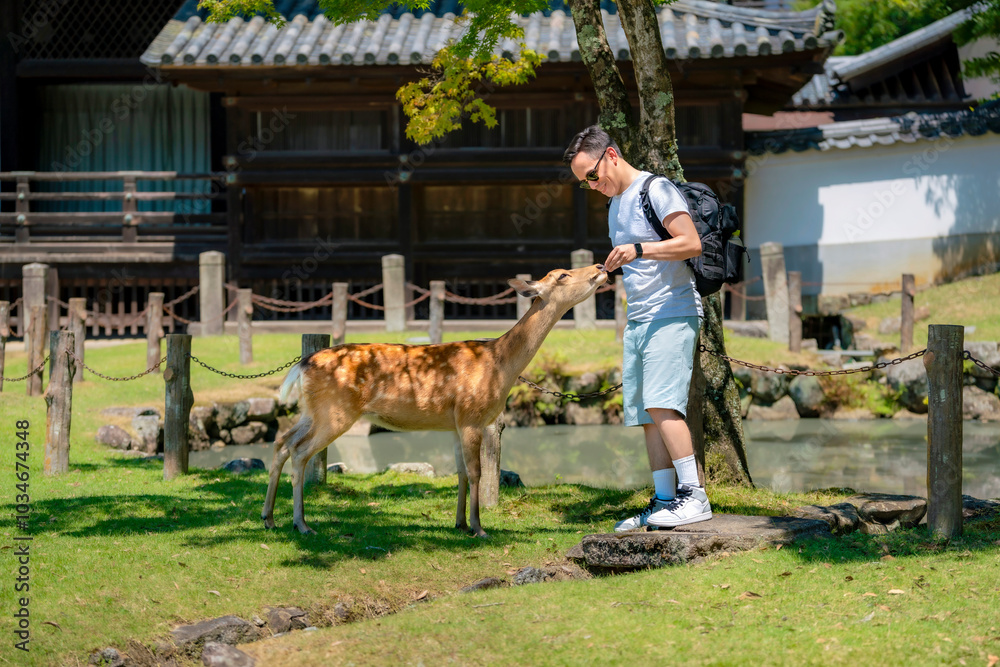 A smiling young Latino man in casual summer clothes feeds friendly deer in a sunny park in Kyoto, Japan. A smiling young Latino man in casual summer clothes feeds friendly deer in a sunny park in Kyoto, Japan.