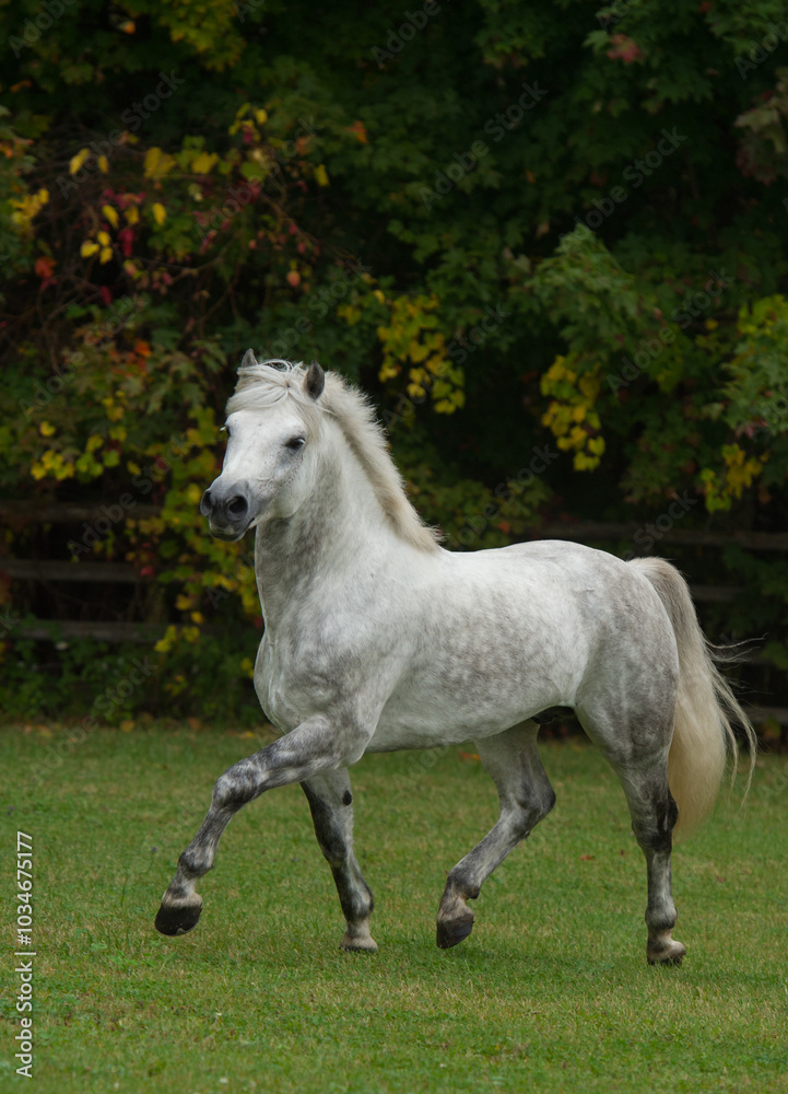 grey purebred connemara stallion free running in a field of green grass with trees vertical fall equine image of horse in trot stride with front leg forward fall foliage in background room for type grey purebred connemara stallion free running in a field of green grass with trees vertical fall equine image of horse in trot stride with front leg forward fall foliage in background room for type
